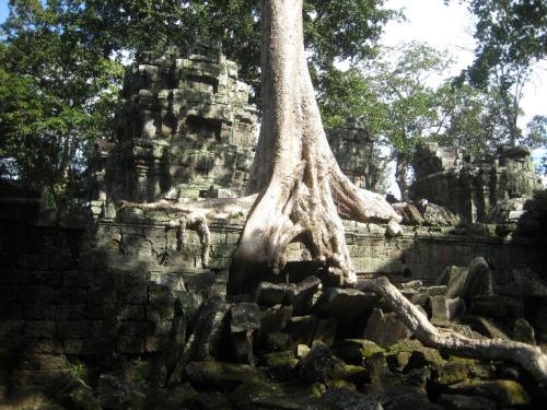 Baum im Tempel